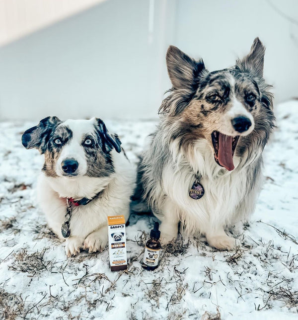 Bailey's Calming CBD Oil For Dogs Bailey's Calming CBD Oil For Dogs